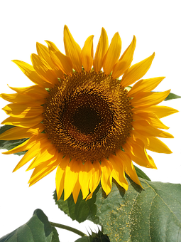 Vibrant_ Sunflower_ Against_ Black_ Background.jpg