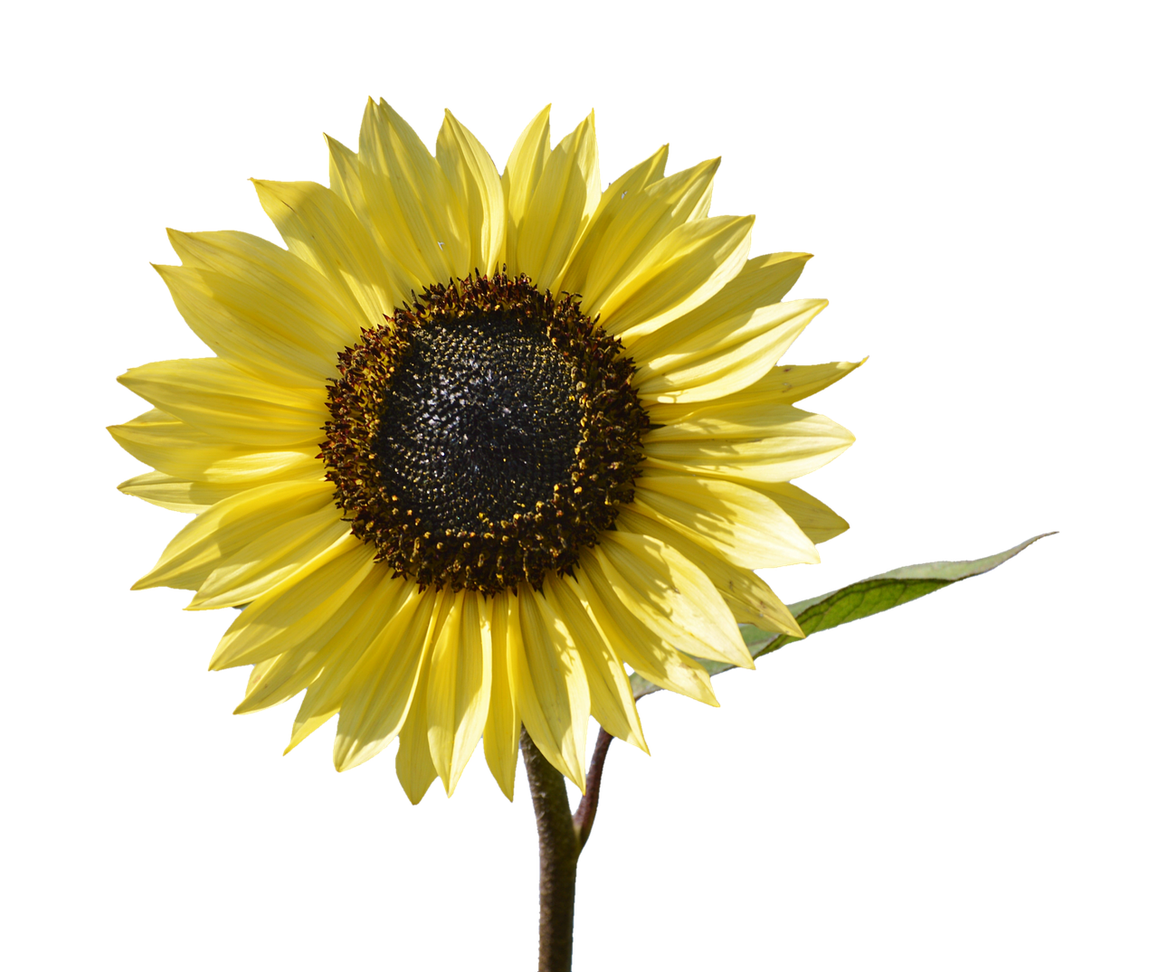 Vibrant Sunflower Against Black Background