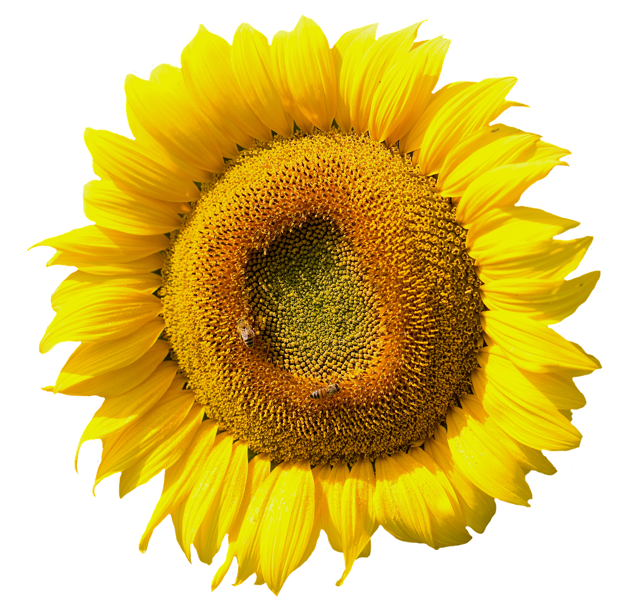 Vibrant Sunflower Black Background