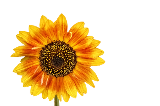 Vibrant Sunflower Black Background