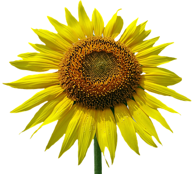 Vibrant Sunflower Black Background