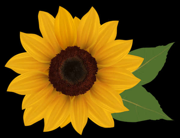 Vibrant Sunflower Black Background