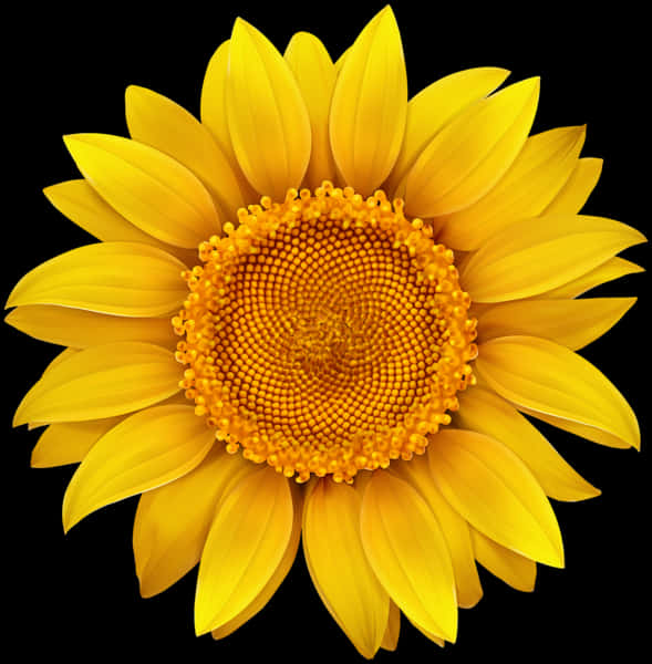 Vibrant Sunflower Black Background.jpg