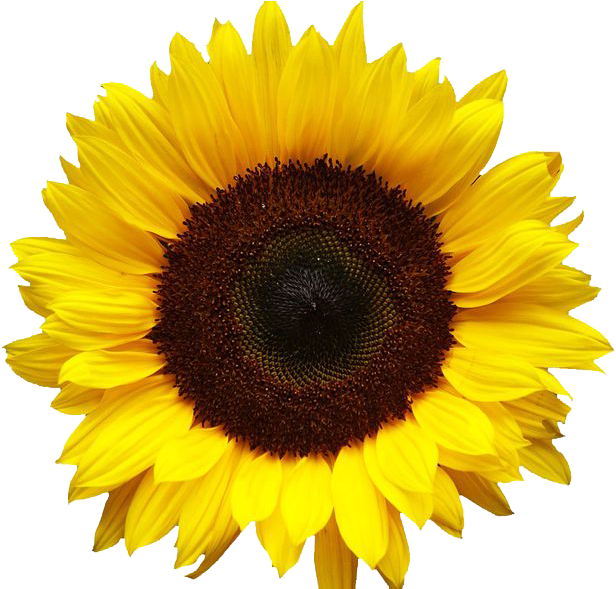 Vibrant Sunflower Bloom