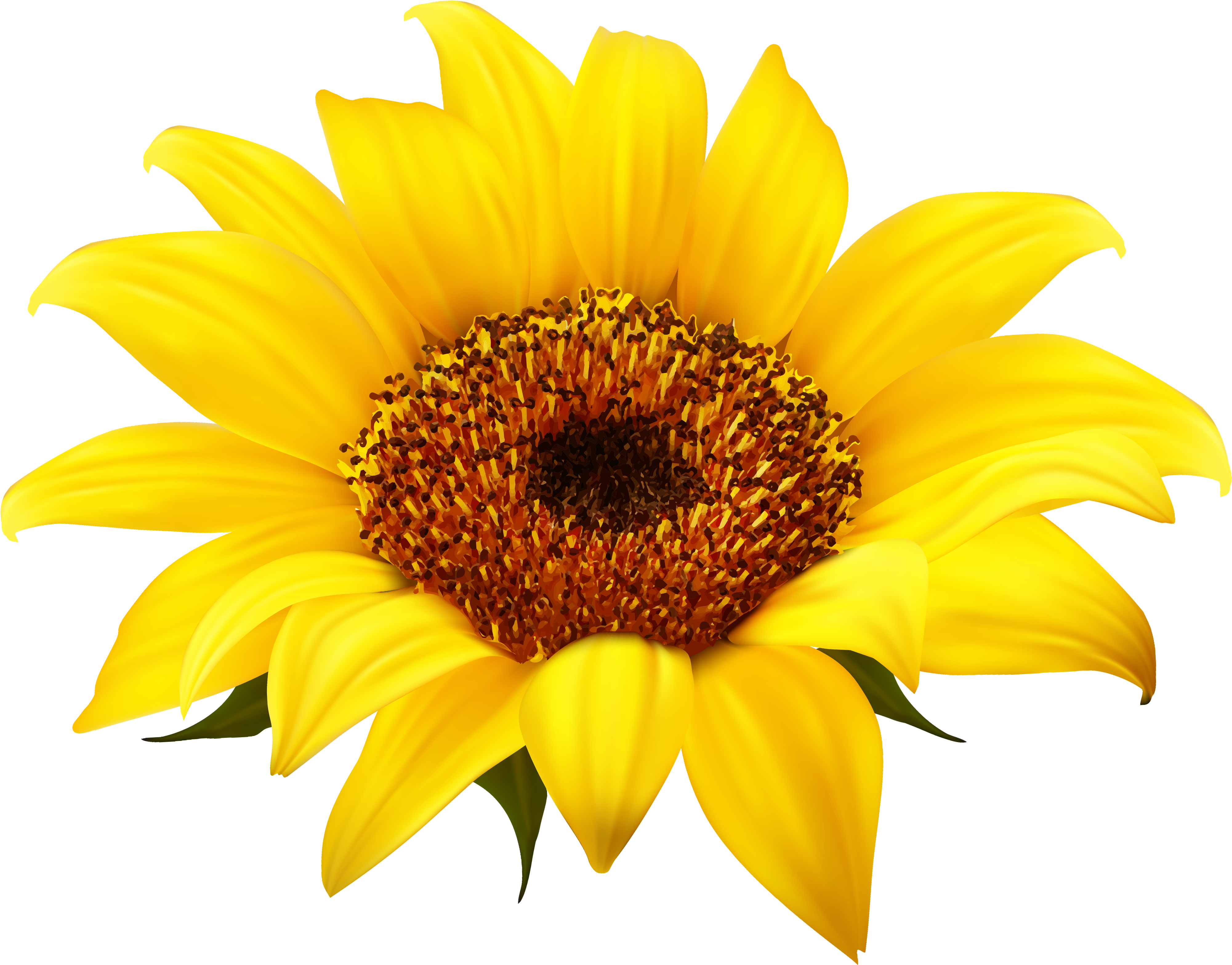 Vibrant_ Sunflower_ Clipart.png