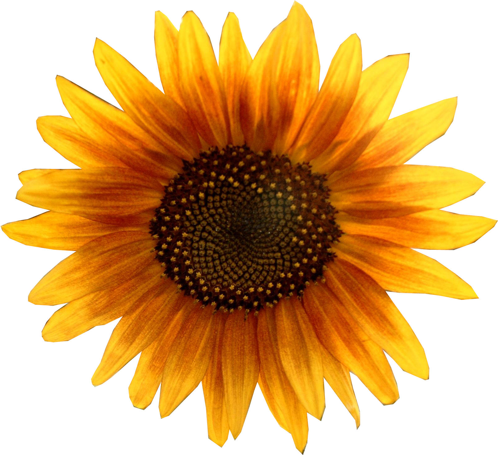 Vibrant_ Sunflower_ Clipart.png