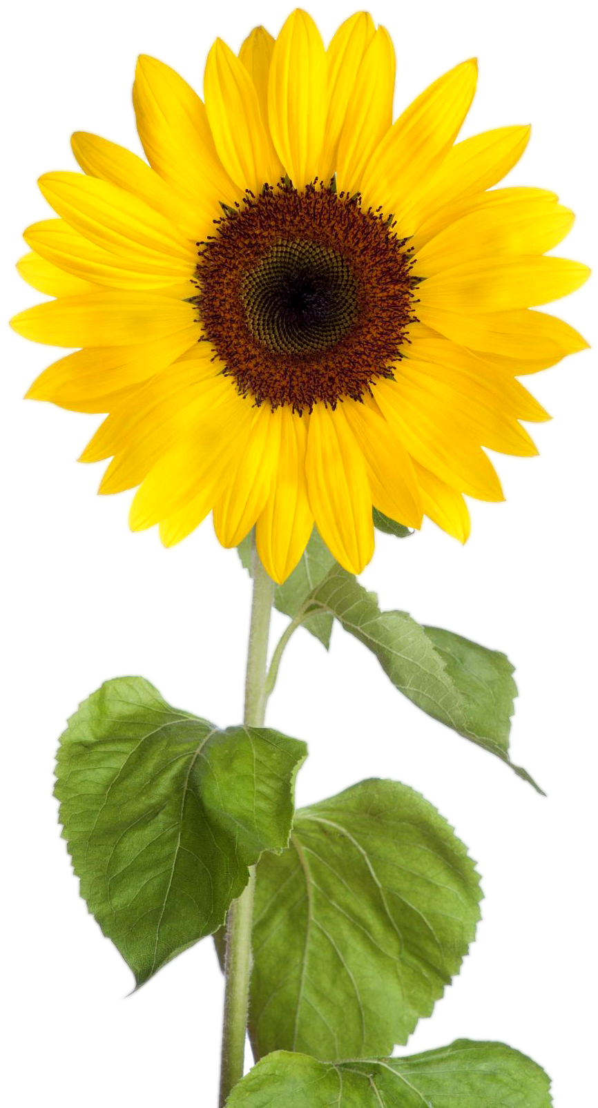 Vibrant Sunflower Clipart.png