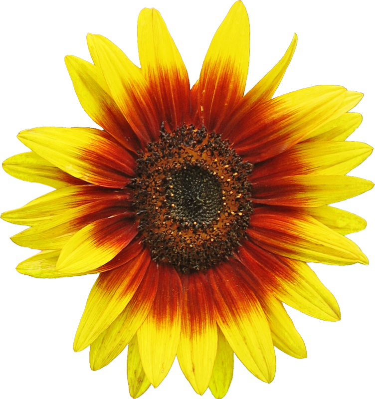 Vibrant Sunflower Clipart.png