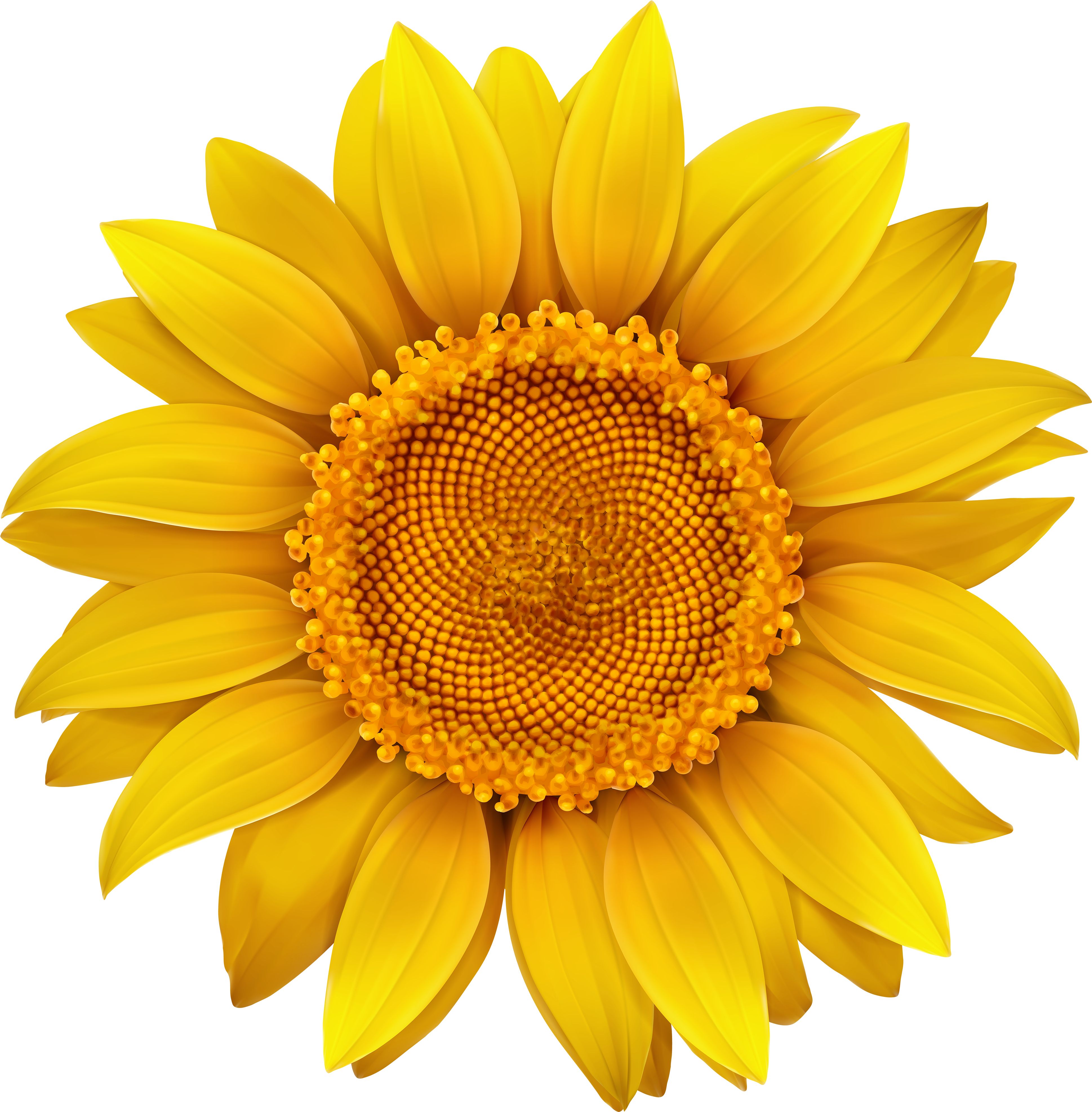 Vibrant Sunflower Clipart