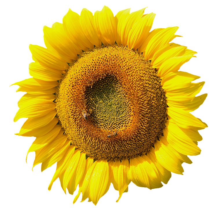 Vibrant Sunflower Closeup.png