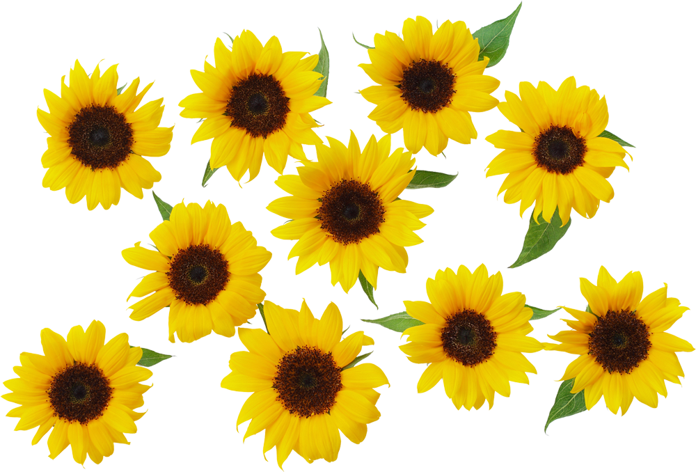 Vibrant_ Sunflower_ Collection.png