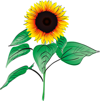 Vibrant Sunflower Graphic