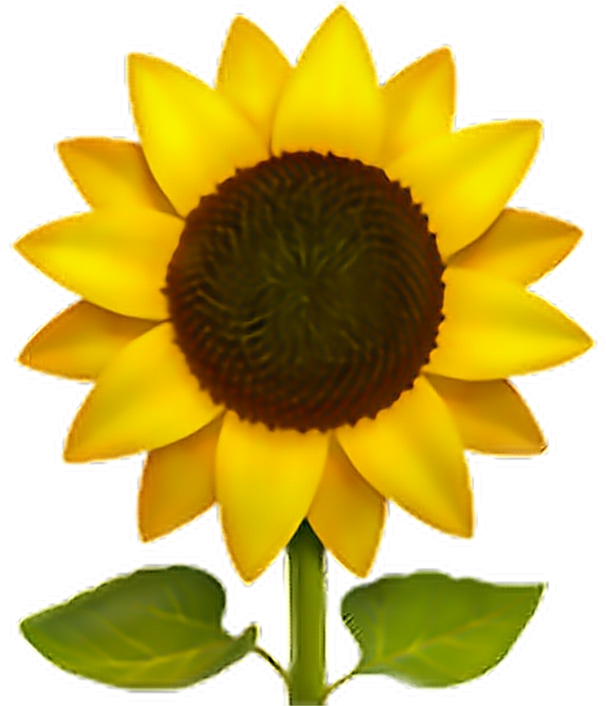 Vibrant Sunflower Graphic