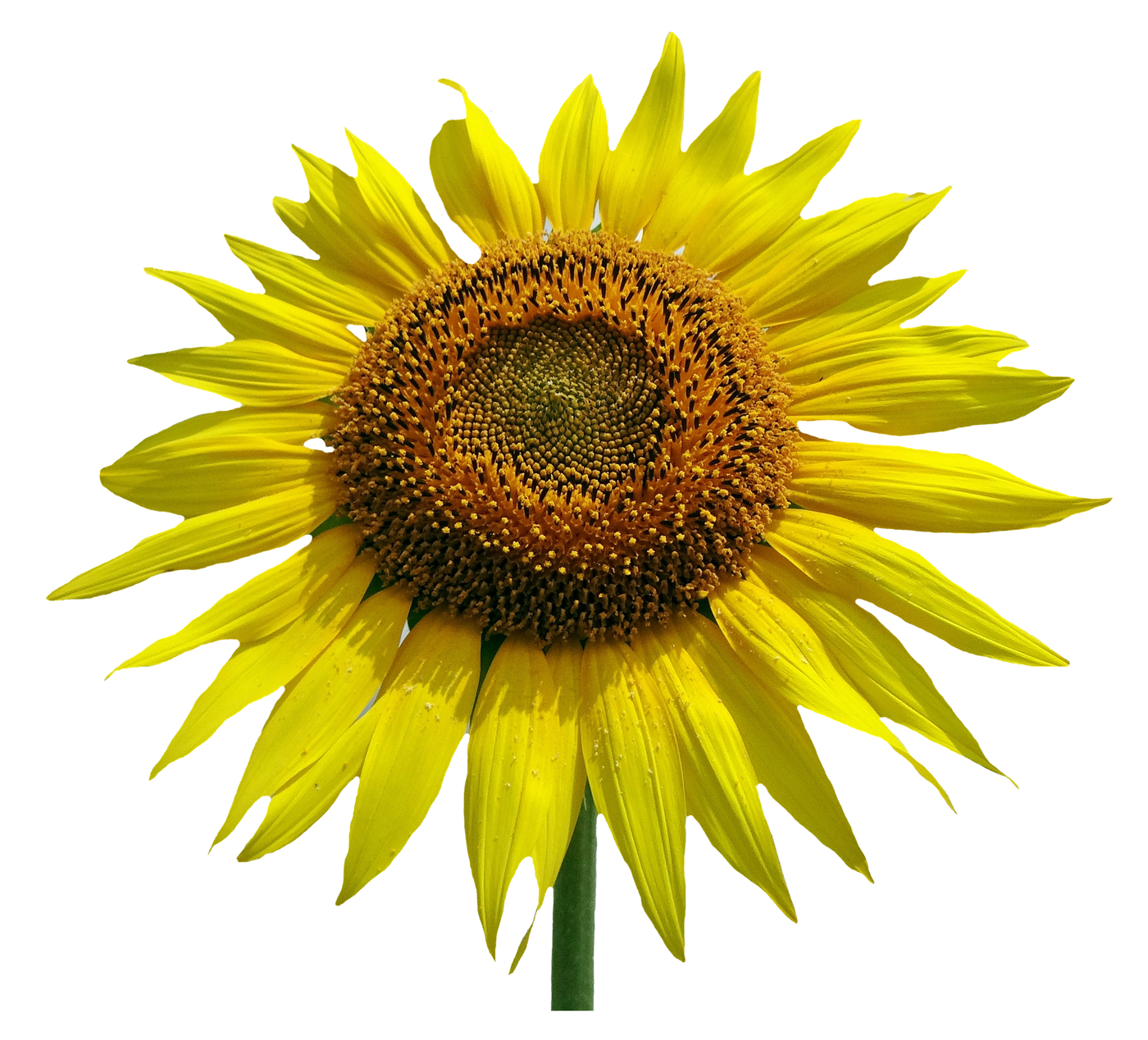 Vibrant Sunflower Isolated.png