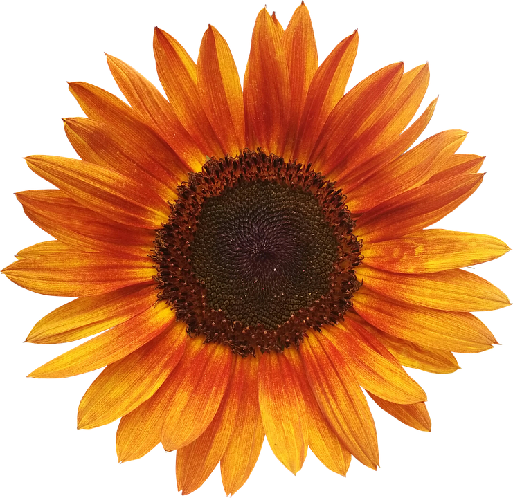 Vibrant Sunflower Isolated.png