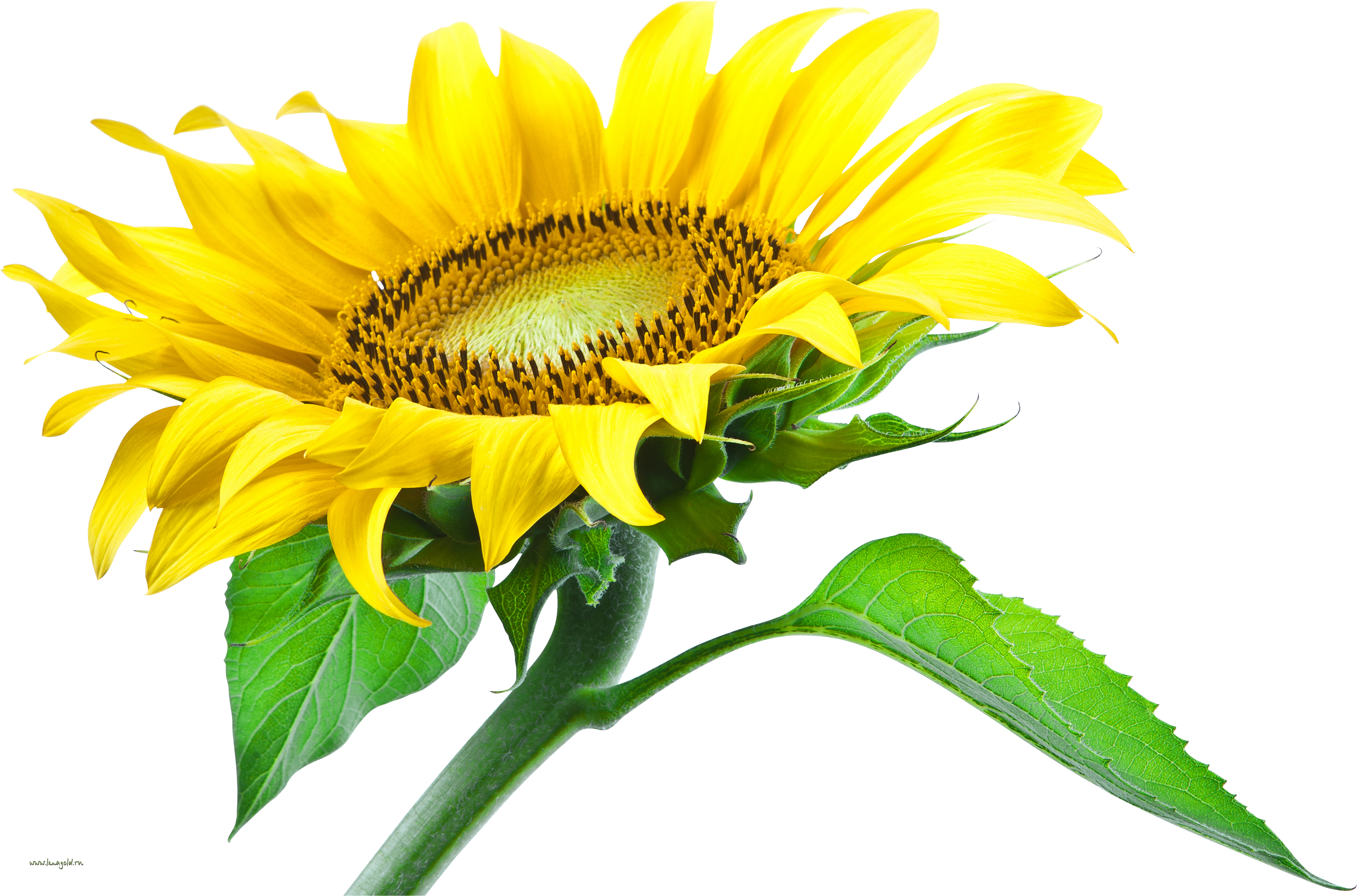 Vibrant Sunflower Single Bloom.png