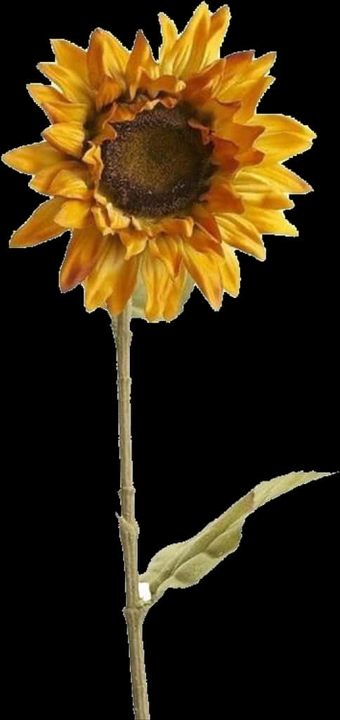 Vibrant Sunflower Single Stem