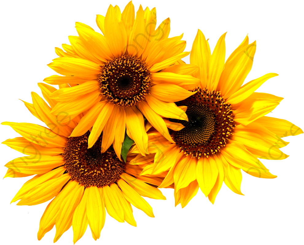 Vibrant Sunflower Trio Clipart