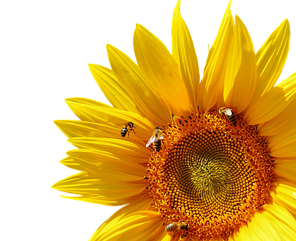 Vibrant_ Sunflower_with_ Bees