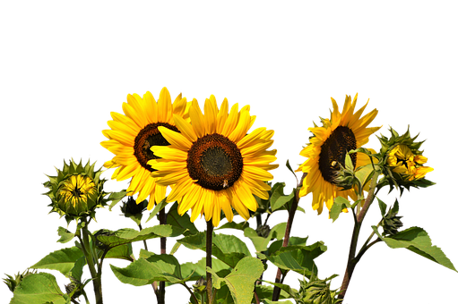 Vibrant Sunflowers Against Black Background