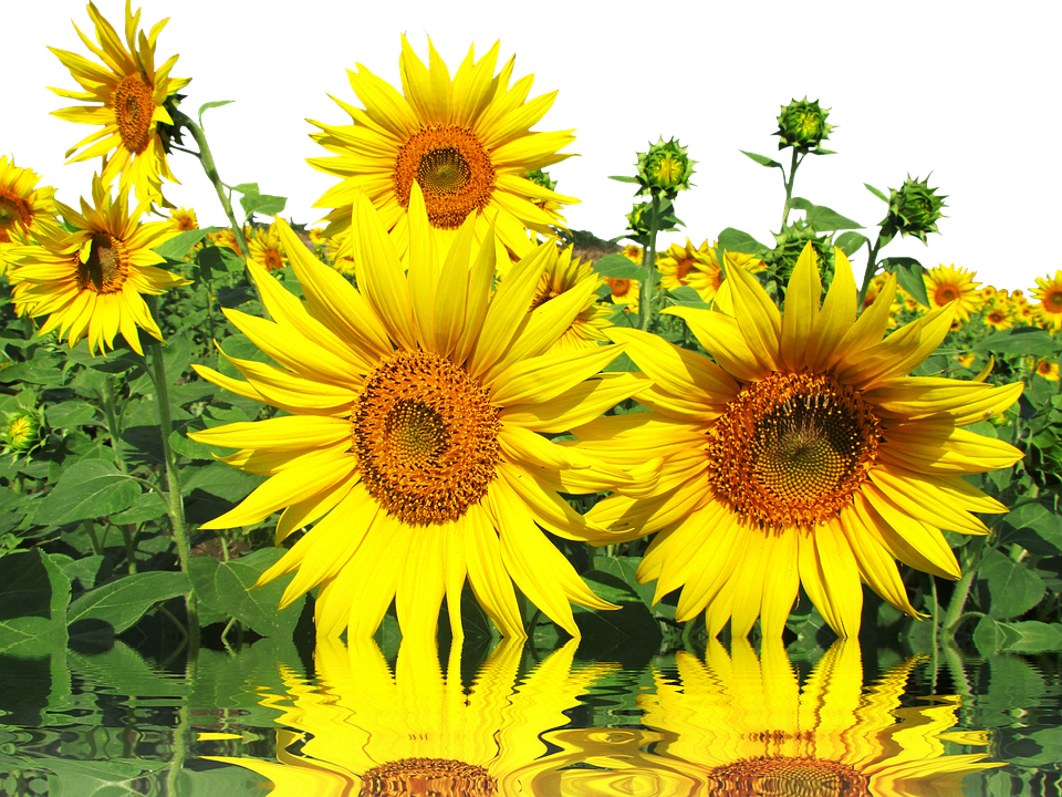 Vibrant_ Sunflowers_ Reflection