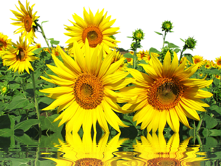 Vibrant Sunflowerswith Reflections