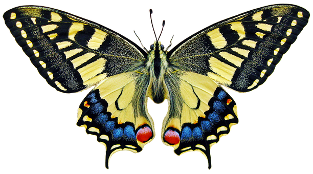 Vibrant Swallowtail Butterfly