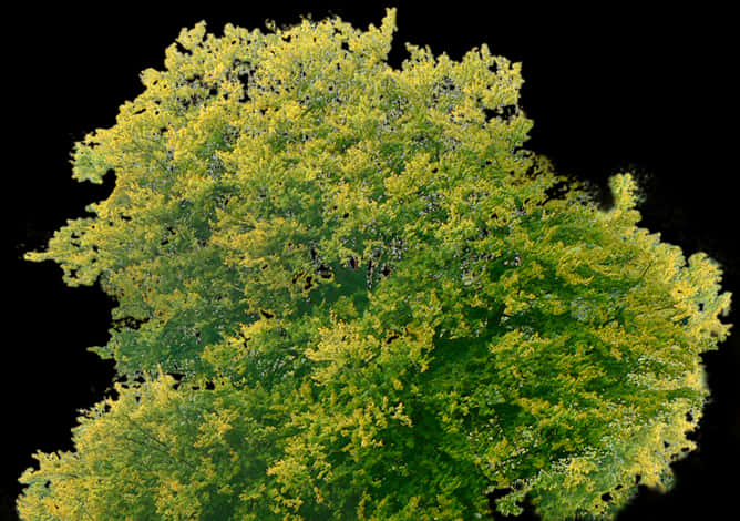 Vibrant Tree Canopy Top View