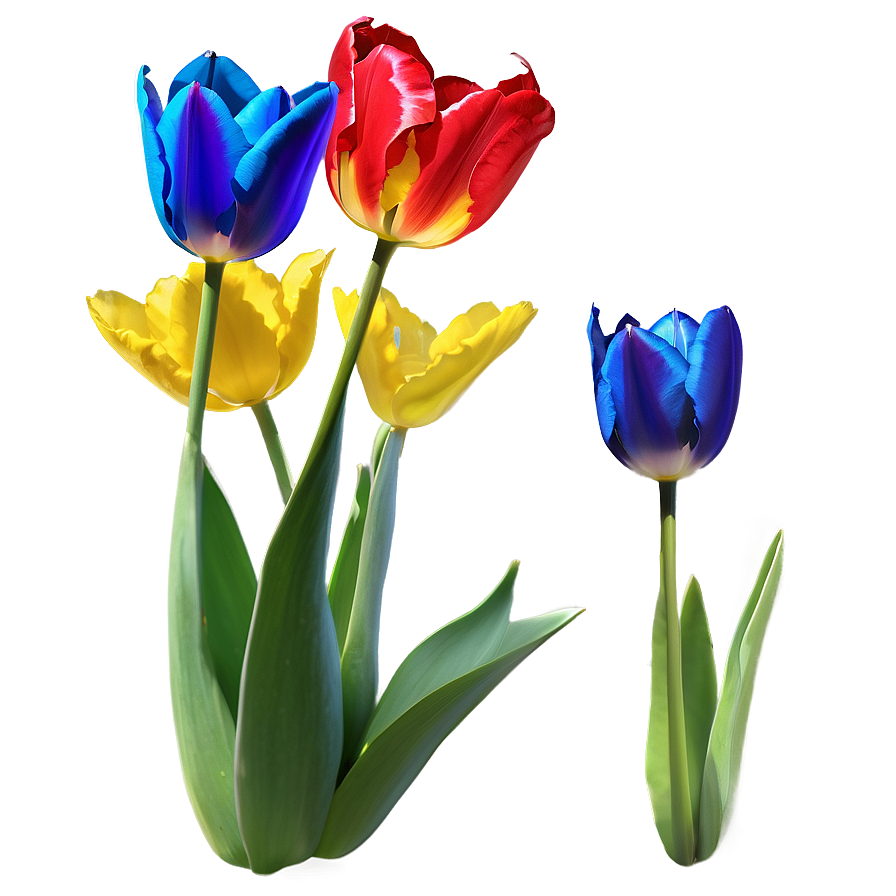 Vibrant Tulip Png 06252024