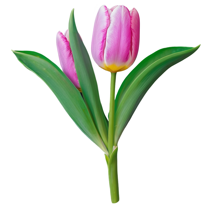 Vibrant Tulip Png 82