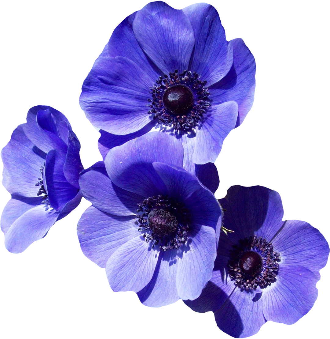 Vibrant Violet Anemone Flowers