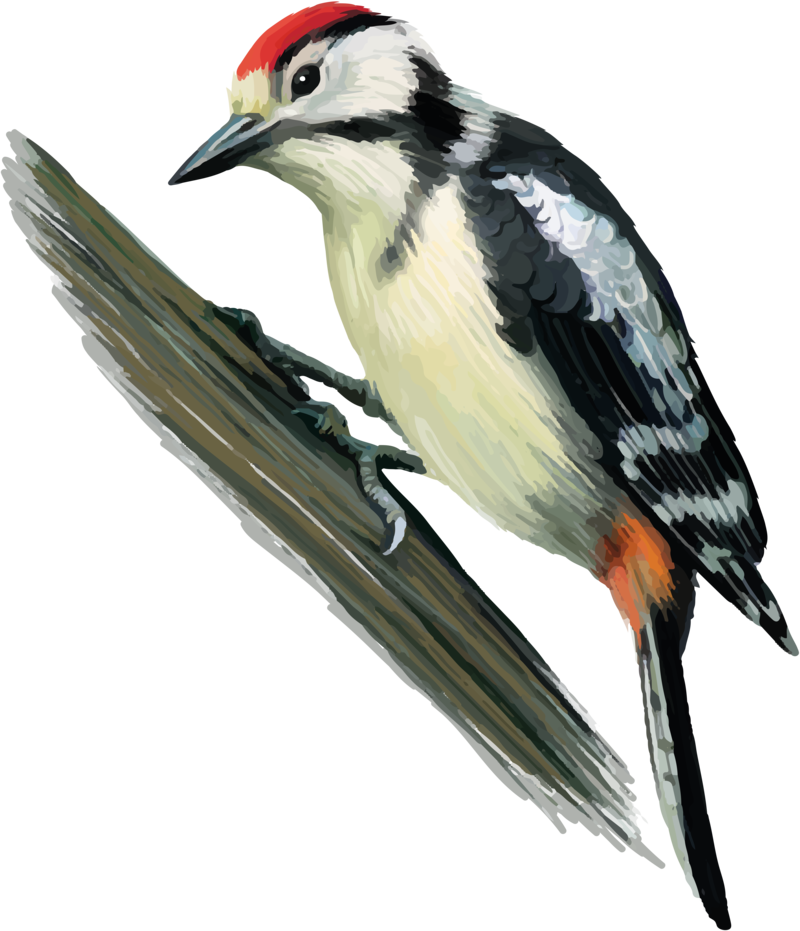 Vibrant_ Woodpecker_ Illustration.png