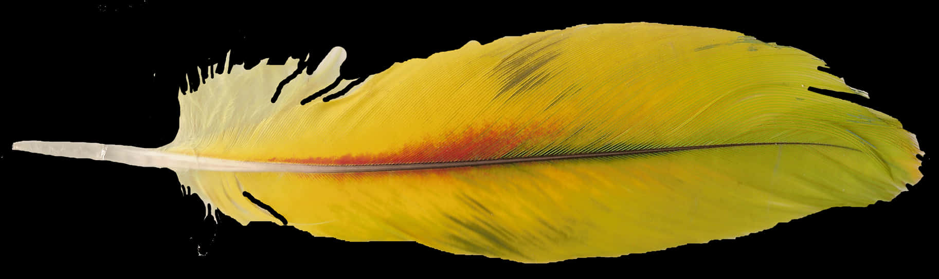 Vibrant Yellow Bird Feather