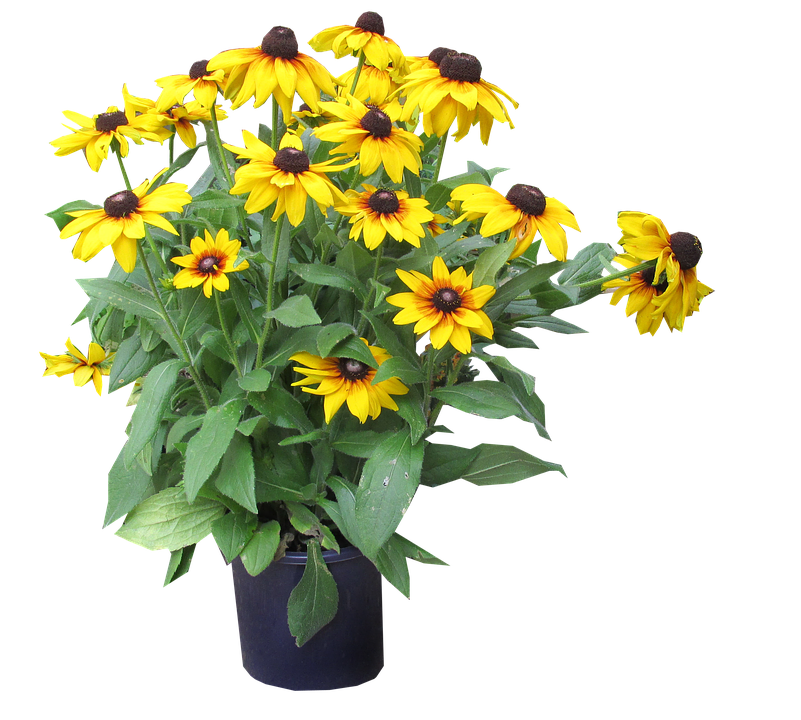 Vibrant Yellow Black Eyed Susansin Vase