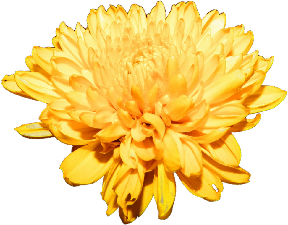 Vibrant Yellow Chrysanthemum Flower