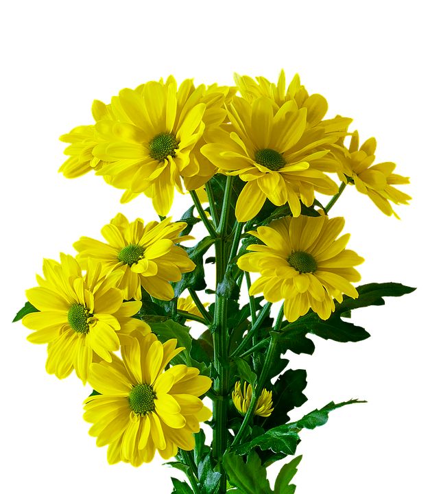 Vibrant Yellow Chrysanthemums