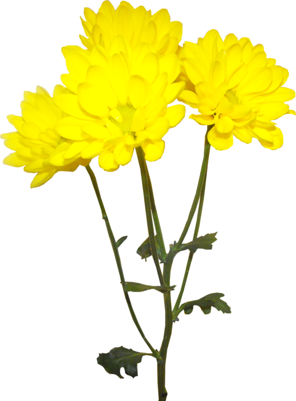 Vibrant Yellow Chrysanthemums