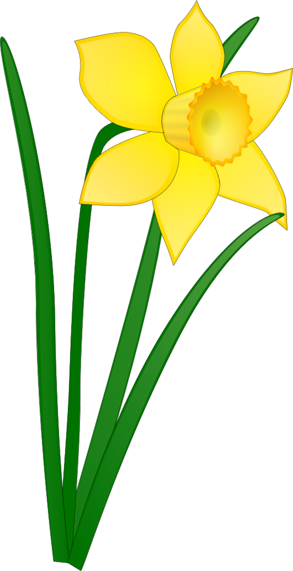 Vibrant Yellow Daffodil Vector