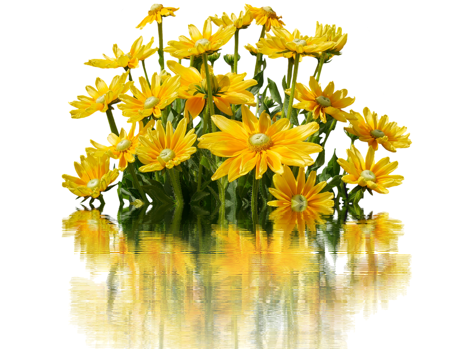 Vibrant Yellow Daisies Reflection