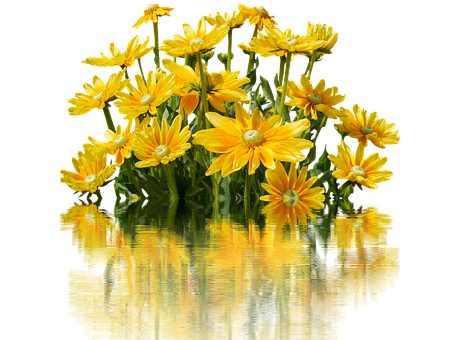 Vibrant Yellow Daisies Reflection