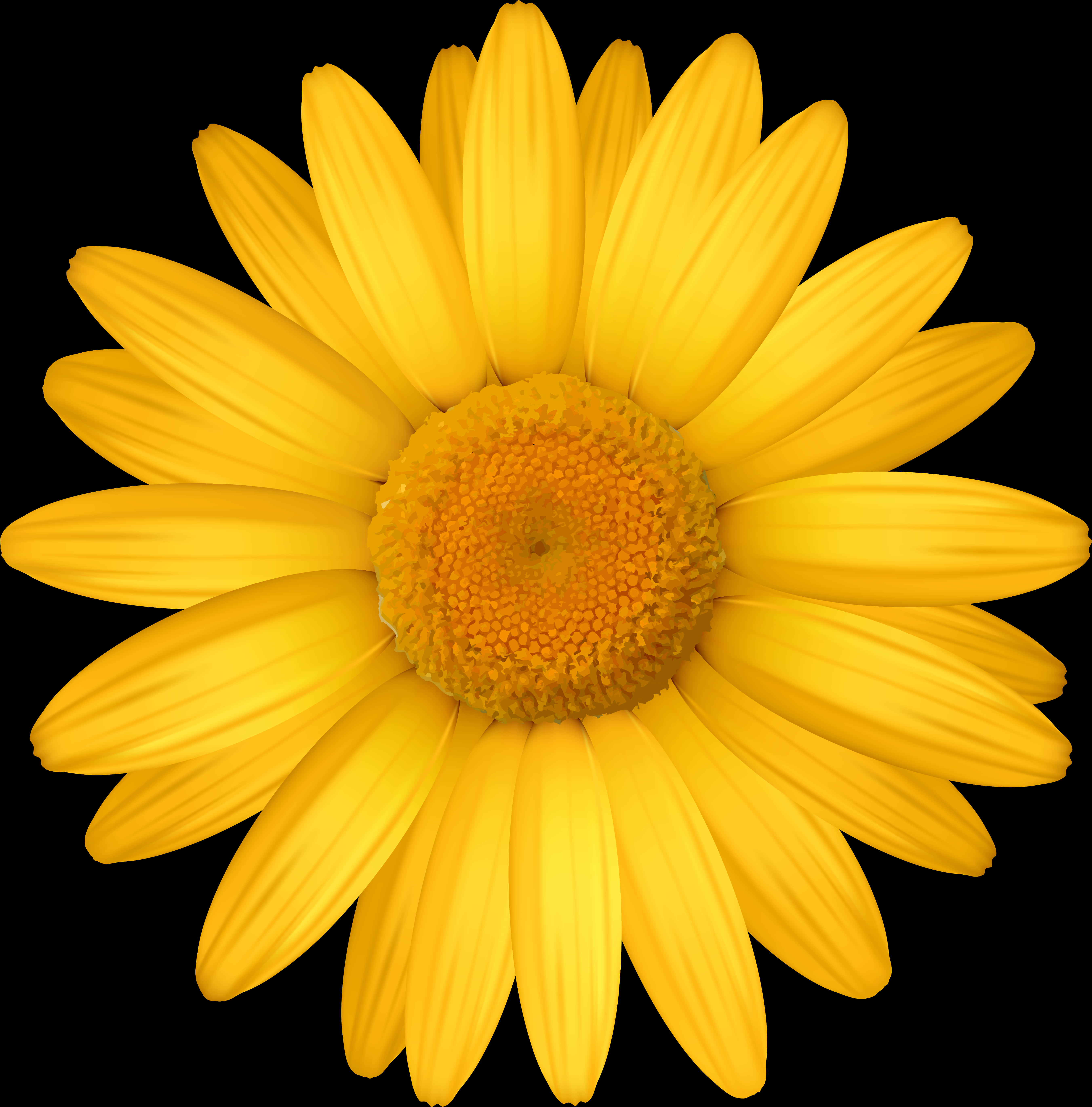 Vibrant Yellow Daisy Black Background.jpg