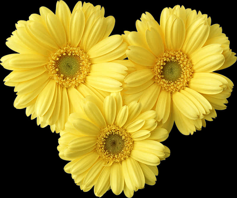 Vibrant Yellow Gerbera Daisies