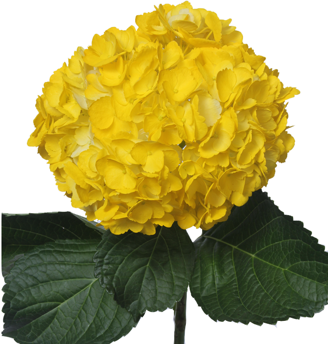 Vibrant Yellow Hydrangea Bloom