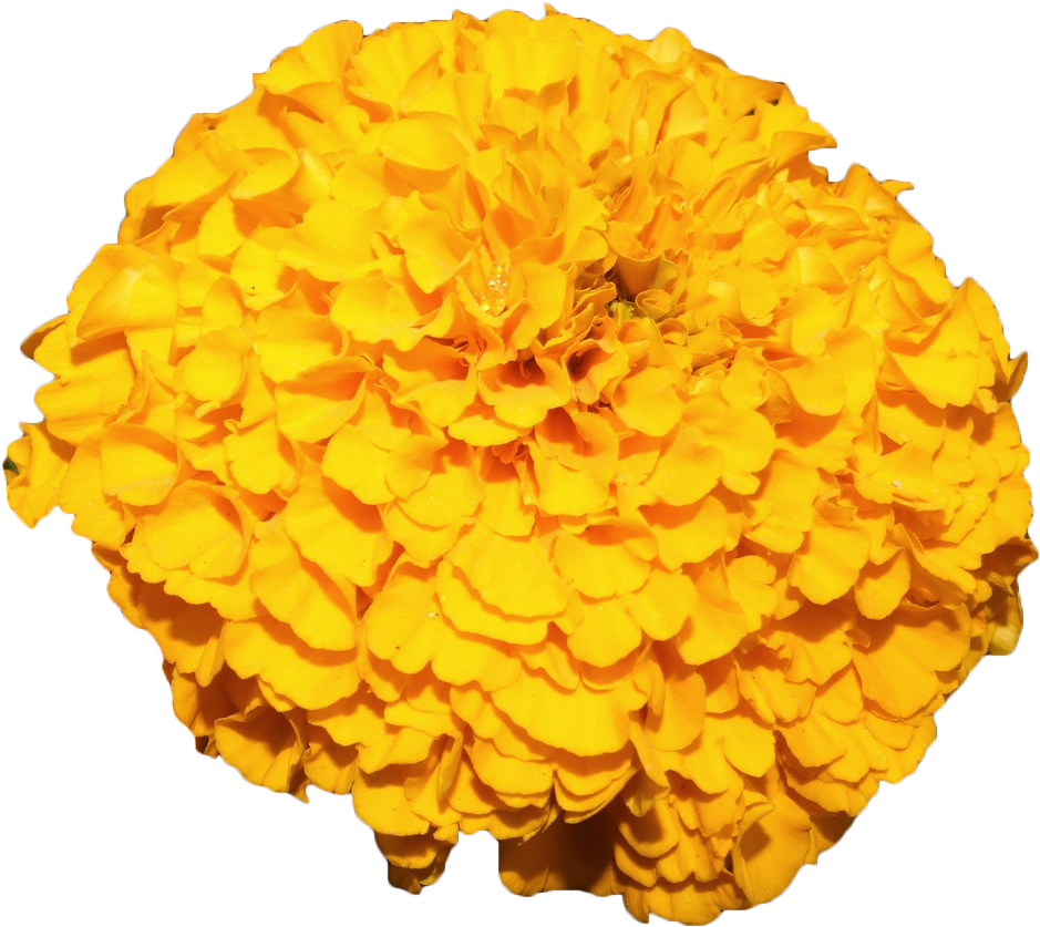 Vibrant Yellow Marigold Bloom