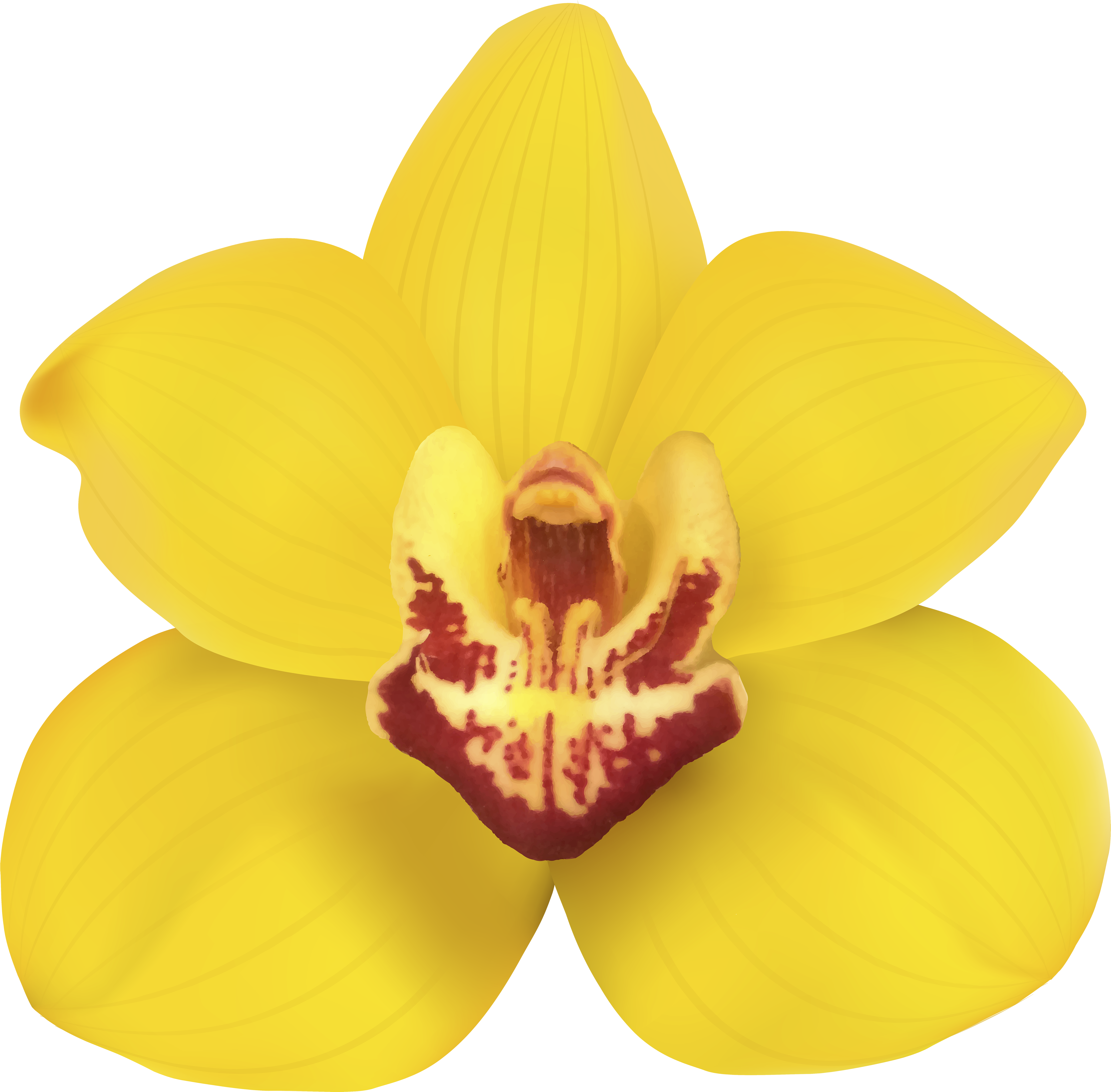 Vibrant Yellow Orchid Bloom