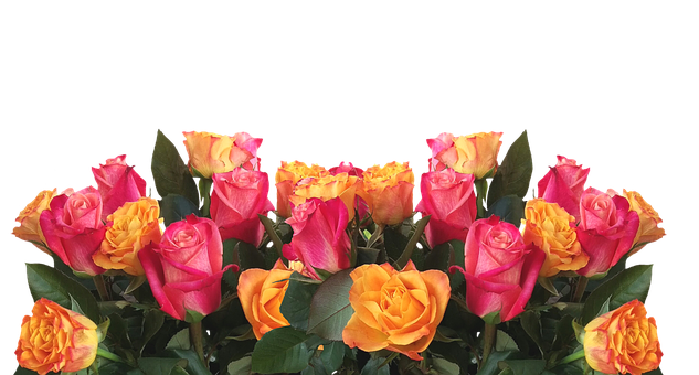 Vibrant Yellow Pink Roses Black Background