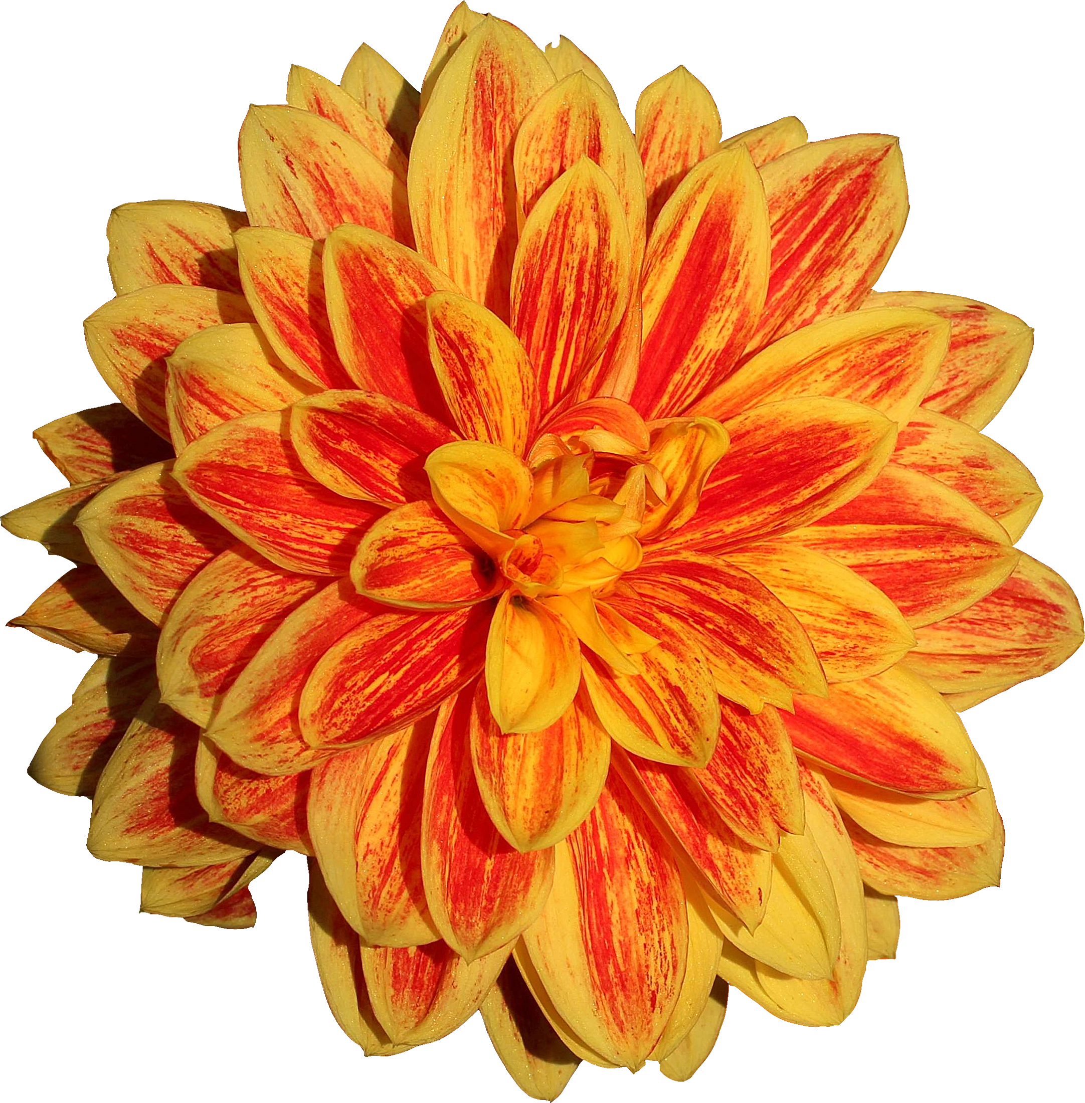 Vibrant Yellow Red Dahlia Flower