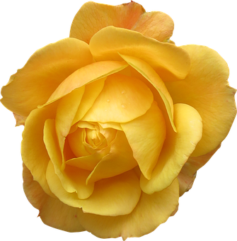 Vibrant Yellow Rose Black Background