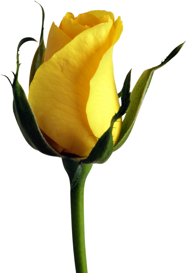 Vibrant Yellow Rose Bud