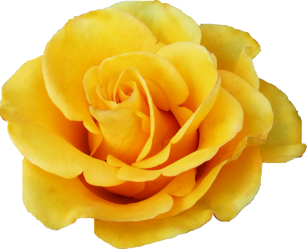 Vibrant_ Yellow_ Rose_ Closeup.png